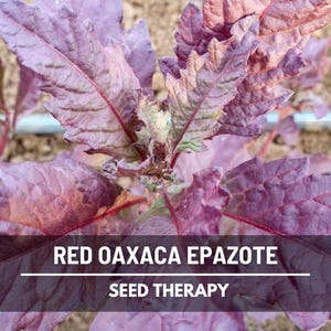 Red Oaxaca Epazote Seeds (Mexican Tea) – Heirloom, Strong and Flavorful Herb, Culinary & Medicinal Plant | 100 Seeds
