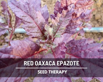 Red Oaxaca Epazote Seeds (Mexican Tea) – Heirloom, Strong and Flavorful Herb, Culinary & Medicinal Plant | 100 Seeds