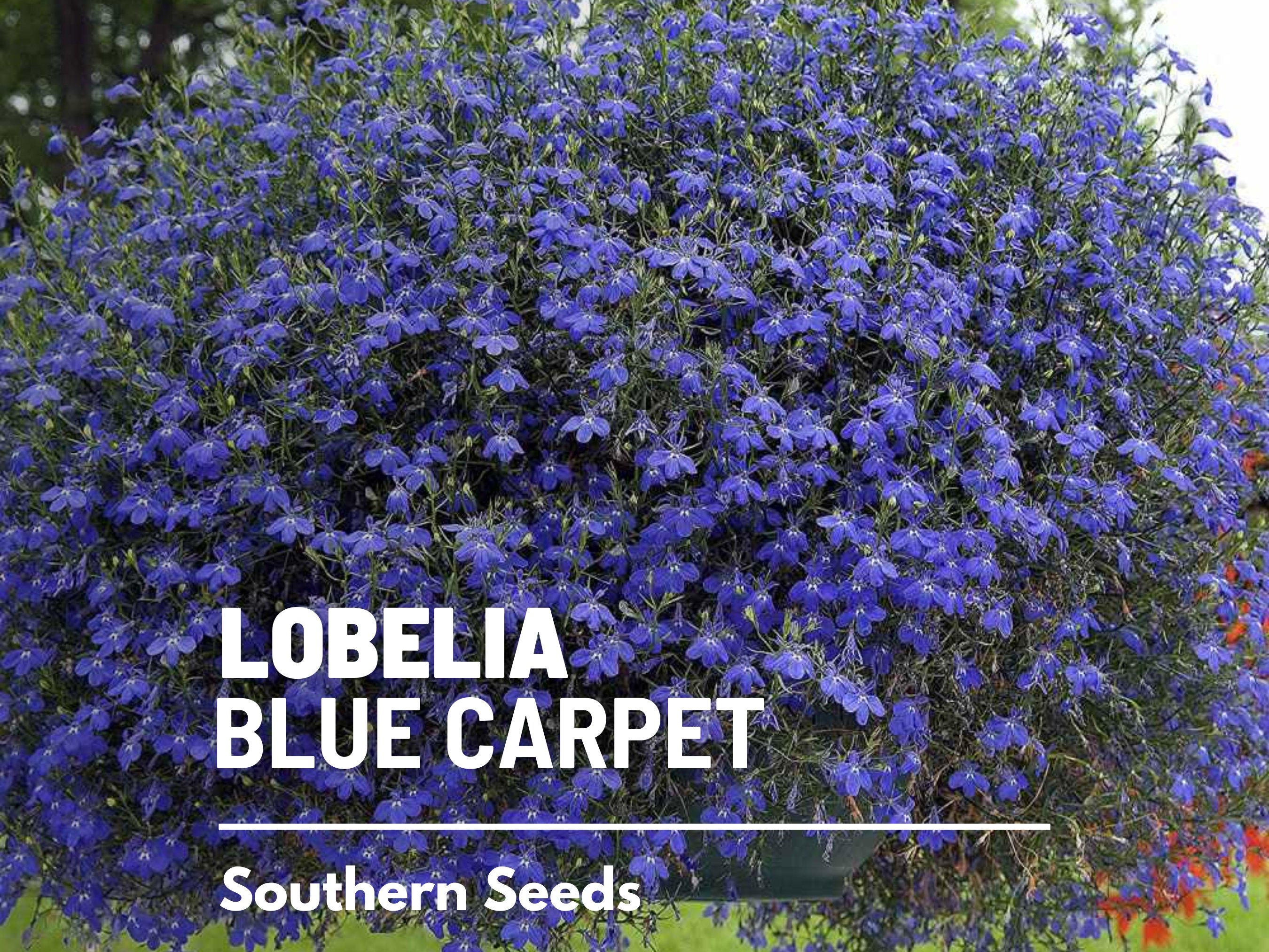 Blue Carpet Lobelia Seeds – Heirloom, Groundcover & Hanging Basket