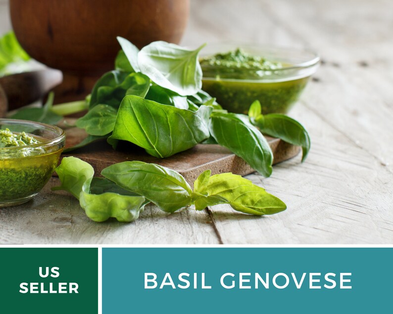 Basil Seed Collection 6 Varieties GMO Free spicy Globe Etsy