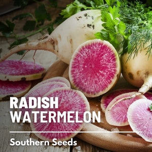 Radish, Watermelon - 100 Seeds - Heirloom Vegetable - Sweet and Juicy Flavor - Resembles a Watermelon (Raphanus sativus)