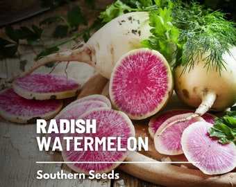 Radish, Watermelon - 100 Seeds - Heirloom Vegetable - Sweet and Juicy Flavor - Resembles a Watermelon (Raphanus sativus)