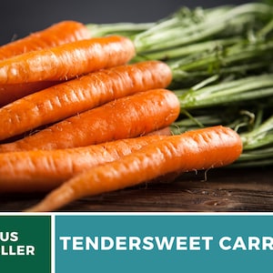 May include: A bunch of fresh, orange-colored,  tendersweet carrots with green tops. The carrots are arranged on a wooden surface.