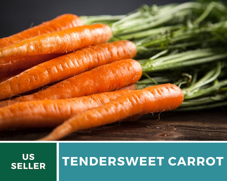 May include: A bunch of fresh, orange-colored,  tendersweet carrots with green tops. The carrots are arranged on a wooden surface.