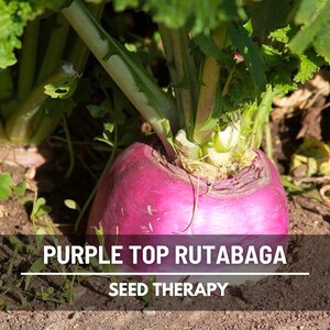 Purple Top Rutabaga growing in the garden soil with leafy tops – Seed Therapy