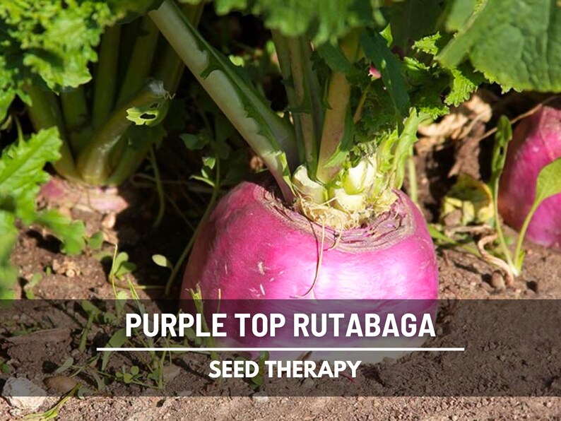 Purple Top Rutabaga growing in the garden soil with leafy tops – Seed Therapy