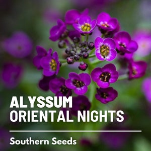 May include: Purple Alyssum flowers in bloom with the text "ALYSSUM ORIENTAL NIGHTS" and "Southern Seeds" below.