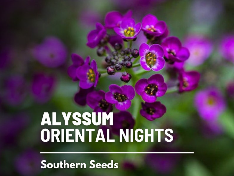 May include: Purple Alyssum flowers in bloom with the text "ALYSSUM ORIENTAL NIGHTS" and "Southern Seeds" below.
