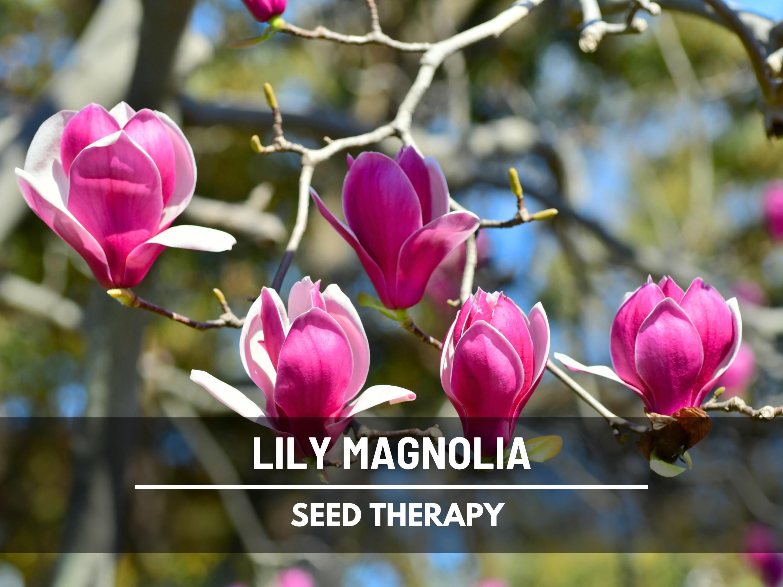 Lily Magnolia Seeds – Heirloom Pink-purple Mulan Tree (10 Seeds