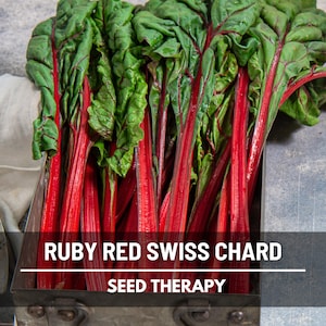 Ruby Red Swiss Chard Seeds – Heirloom, Open Pollinated, Non-GMO, Ruby Red Stems, Garden Favorite | 100 Seeds