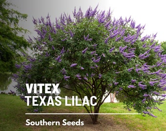 Vitex, Chaste Tree (Texas Lilac)  - 20 Seeds - Heirloom Shrub, Monks Pepper Tree, Medicinal Herb, Stunning Blue Blooms  (Vitex agnus-castus)