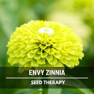 Envy Green Zinnia Seeds – Heirloom Flower, Distinctive Green Blooms, Eye-Catching, Garden Favorite | 50 Seeds image 2