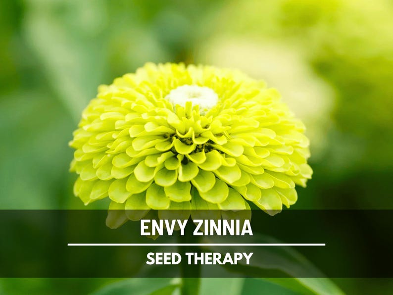 Envy Green Zinnia Seeds – Heirloom Flower, Distinctive Green Blooms, Eye-Catching, Garden Favorite | 50 Seeds image 2