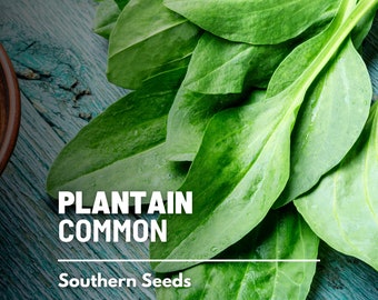 Plantain, Common - 100 Seeds - Heirloom Herb - Culinary & Medicinal - Non-GMO (Plantago major)