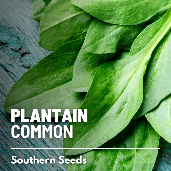 Plantain, Common - 100 Seeds - Heirloom Herb - Culinary & Medicinal - Non-GMO (Plantago major)