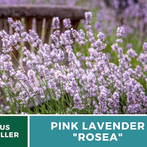 Lavender, Pink Rosea 20 Seeds Heirloom Flower Culinary & Medicinal Herb Fragrant Pink Flowers Lavandula angustifolia image 2