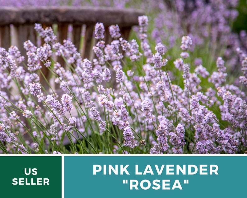 Lavender, Pink Rosea 20 Seeds Heirloom Flower Culinary & Medicinal Herb Fragrant Pink Flowers Lavandula angustifolia image 2