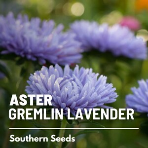 May include: Close-up of lavender aster flowers with the text "ASTER GREMLIN LAVENDER" and "Southern Seeds" below.