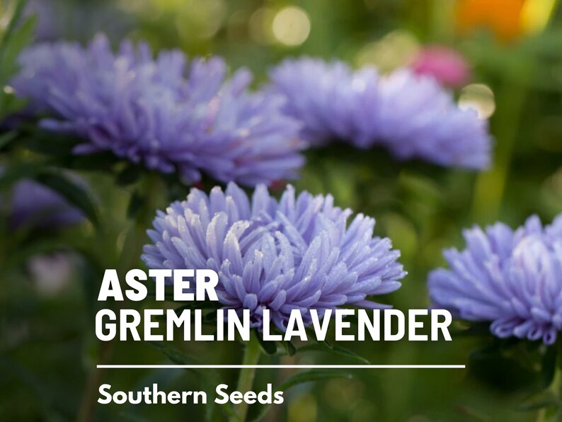 May include: Close-up of lavender aster flowers with the text "ASTER GREMLIN LAVENDER" and "Southern Seeds" below.