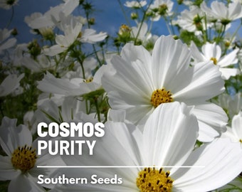 Cosmos, Purity - 100 Seeds - Heirloom Flower - Pure White Blooms, Garden Plant Seeds, Wildflower (Cosmos bipinnatus)