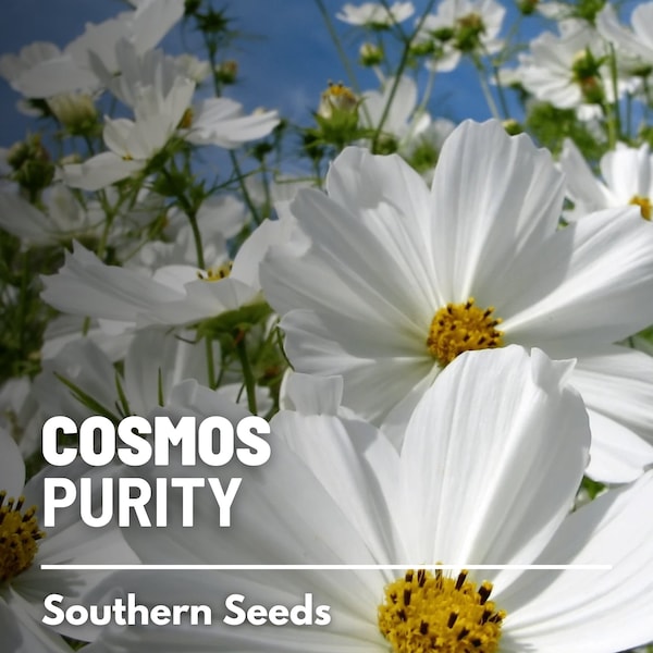 Cosmos, Purity - 100 Seeds - Heirloom Flower - Pure White Blooms, Garden Plant Seeds, Wildflower (Cosmos bipinnatus)