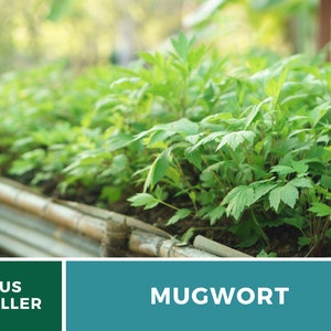May include: A close-up of a row of green mugwort plants growing in a garden bed. The plants are surrounded by a wooden border. The text "US SELLER" and "MUGWORT" are visible in the image.