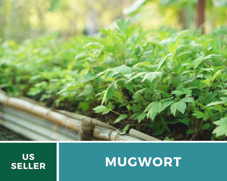 May include: A close-up of a row of green mugwort plants growing in a garden bed. The plants are surrounded by a wooden border. The text "US SELLER" and "MUGWORT" are visible in the image.