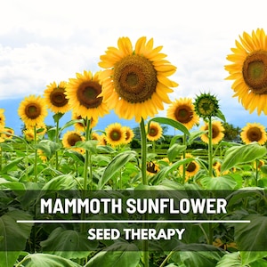 Mammoth Grey Stripe Sunflower Seeds – Heirloom Flower, Medicinal & Culinary Plant, Large Blooms, Garden Gift | 50 Seeds