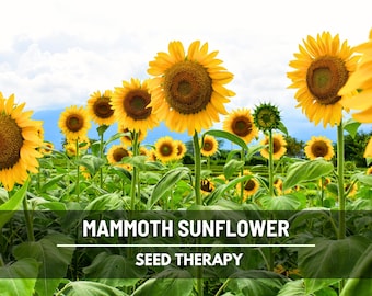 Mammoth Grey Stripe Sunflower Seeds – Heirloom Flower, Medicinal & Culinary Plant, Large Blooms, Garden Gift | 50 Seeds