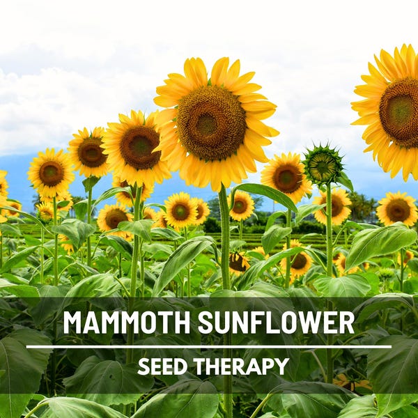 Mammoth Grey Stripe Sunflower Seeds – Heirloom Flower, Medicinal & Culinary Plant, Large Blooms, Garden Gift | 25 Seeds