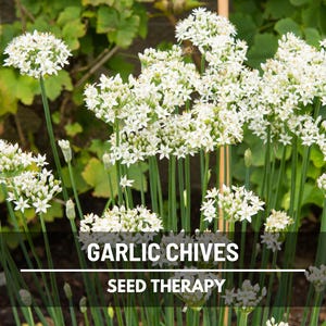 Garlic Chives (Allium tuberosum) field of flowering plants with tall green stalks and white blossoms - Seed Therapy