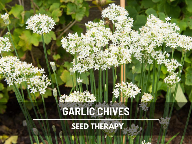 Garlic Chives (Allium tuberosum) field of flowering plants with tall green stalks and white blossoms - Seed Therapy