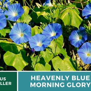 May include: A close-up of a cluster of blue morning glory flowers with green leaves. The flowers are in full bloom and have a white center. The text "HEAVENLY BLUE MORNING GLORY" is displayed below the image.