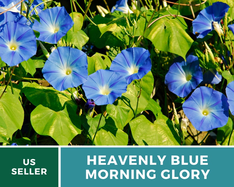 Morning Glory, Heavenly Blue 50 Seeds Heirloom Vine Brilliant Blue Blooms Ipomoea tricolor image 2