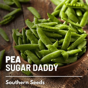 Peas, Sugar Daddy - 20 Seeds - Heirloom Vegetable - Open Pollinated - Non-GMO (Pisum sativum)