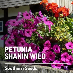 Petunia, Shanin Wild - 250 Seeds - Heirloom Flower - Unique and Exotic Bloom (Petunia nana compacta)