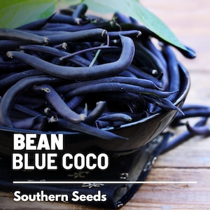 Bean, Blue Coco - 30 Seeds - Heirloom Vegetable - Open Pollinated - Non-GMO (Phaseolus vulgaris)