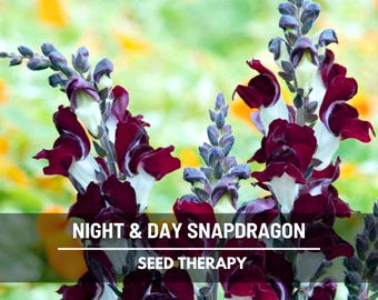 May include: Close-up of Night & Day Snapdragon flowers. The flowers have deep burgundy petals with white and purple accents. The image has a soft, blurred background of yellow and green.