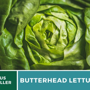 May include: A close-up view of a fresh head of butterhead lettuce with vibrant green, soft, rounded leaves layered in a tight rosette pattern. Below the lettuce, a teal banner displays the white text US SELLER and BUTTERHEAD LETTUCE.