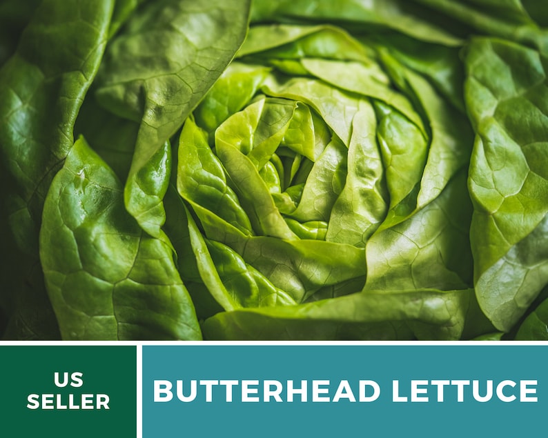 May include: A close-up view of a fresh head of butterhead lettuce with vibrant green, soft, rounded leaves layered in a tight rosette pattern. Below the lettuce, a teal banner displays the white text US SELLER and BUTTERHEAD LETTUCE.