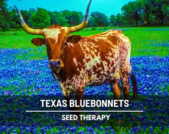 Texas Bluebonnet Lupine Seeds – Heirloom Flower, State Flower of Texas, Hardy Annual and Iconic Wildflower | 50 Seeds