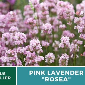 Lavender, Pink Rosea 20 Seeds Heirloom Flower Culinary & Medicinal Herb Fragrant Pink Flowers Lavandula angustifolia image 4