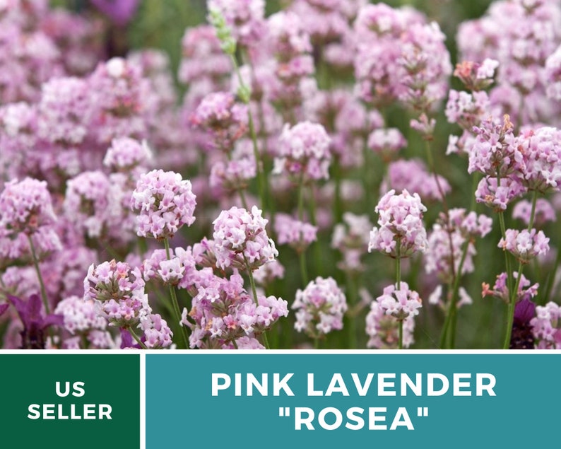 Lavender, Pink Rosea 20 Seeds Heirloom Flower Culinary & Medicinal Herb Fragrant Pink Flowers Lavandula angustifolia image 4