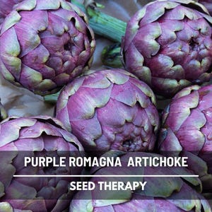 Purple Romagna Artichoke Seeds – Heirloom, Striking Purple Flower Buds, Edible Ornamental, Great Garden Gift | 25 Seeds