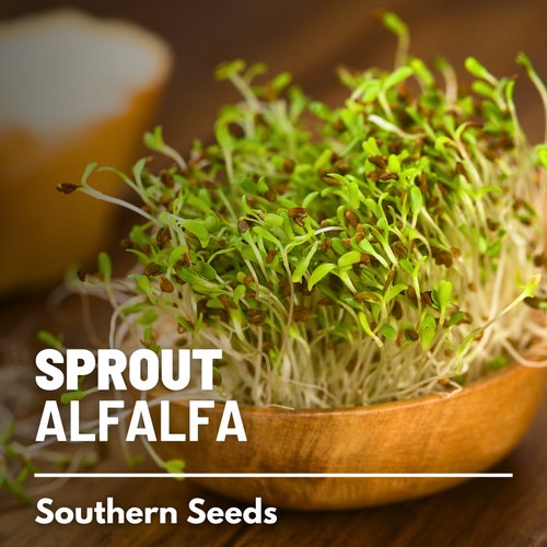 Sprout, Alfalfa seeds - Heirloom Sprouting Seeds - Mild and Nutty Flavor - Quick and Easy to Grow - Ideal for Sprouting at Home