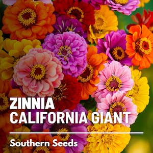 Zinnia, California Giant - 100 Seeds - Heirloom Flower, Large Blooms, Attracts butterflies, Long-lasting cut flowers (Zinnia elegans)