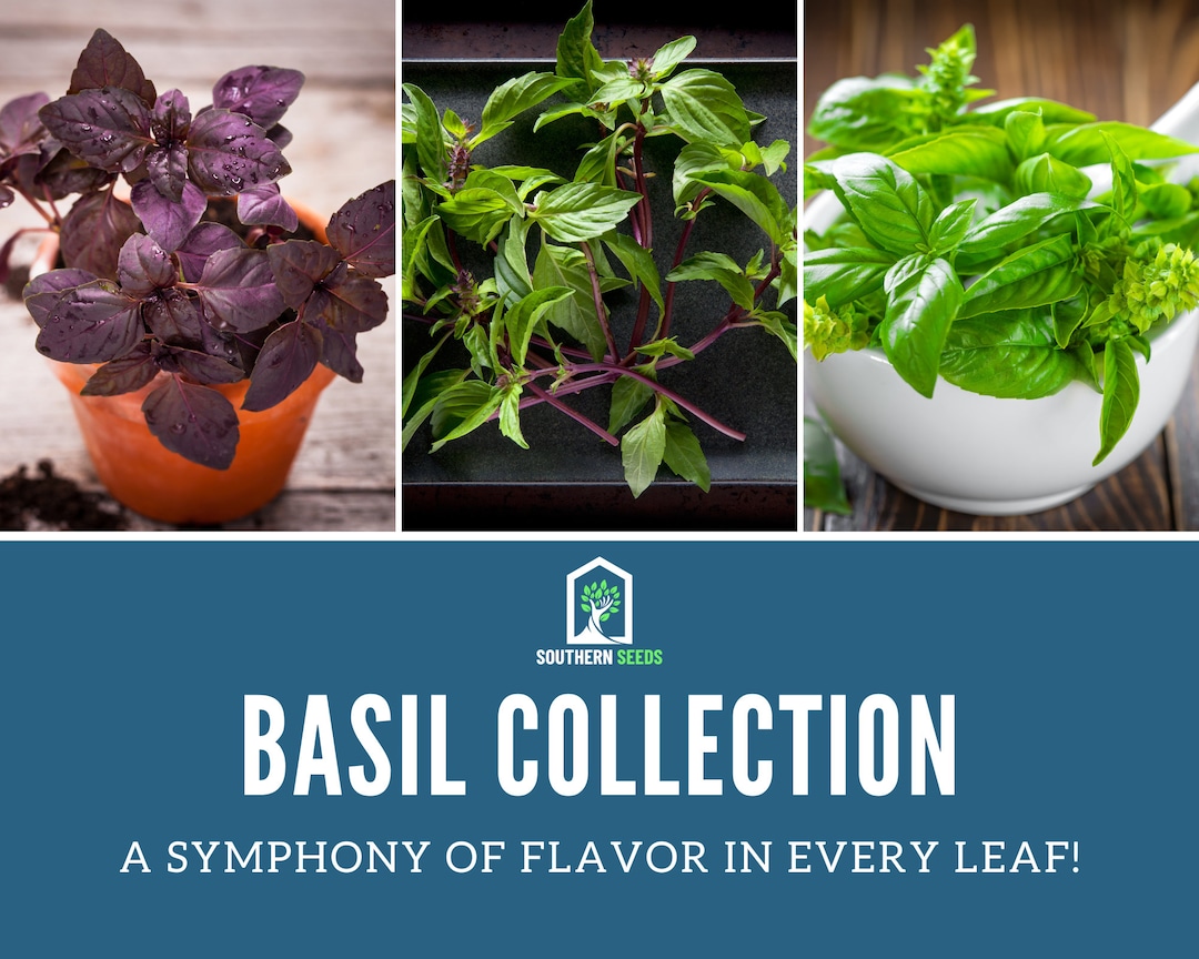 Basil Seed Collection 6 Varieties Heirloom Herb Seeds Etsy