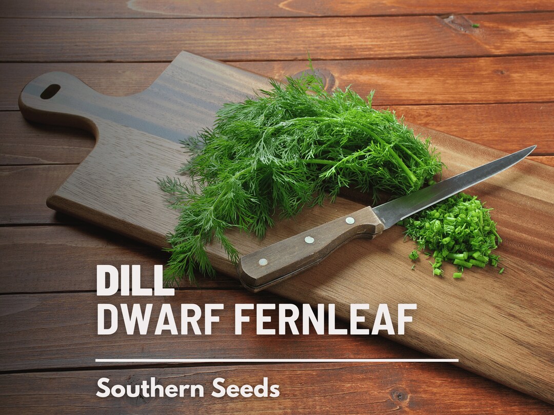 Dill, Dwarf Fernleaf 100 Seeds Heirloom Culinary & Medicinal Herb