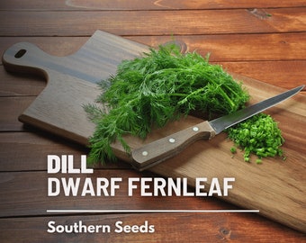 Dill, Dwarf Fernleaf - 100 Seeds - Heirloom Culinary & Medicinal Herb - Compact and Fern-like (Anethum graveolens)