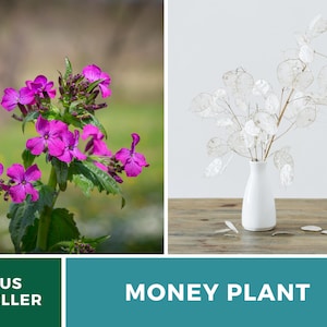 Money Plant Seeds (Honesty) – Heirloom, Prosperity and Abundance Symbol, Unique Flower for Gardens (Lunaria biennis) | 20 Seeds bild 3